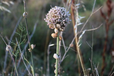 Close-up of wilted plant on field