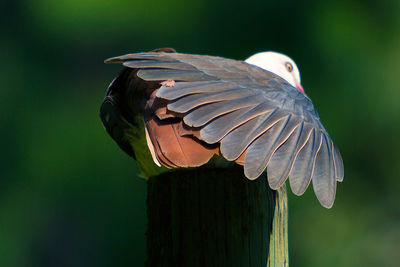 Close-up of bird perching on leaf