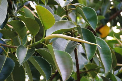 Ficus elastica tree called epiphytes large green leaves