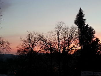 Silhouette of bare trees at sunset