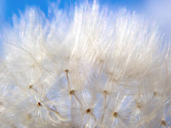 Close-up of dandelion against white background