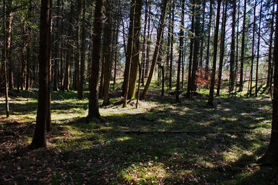 Trees in forest