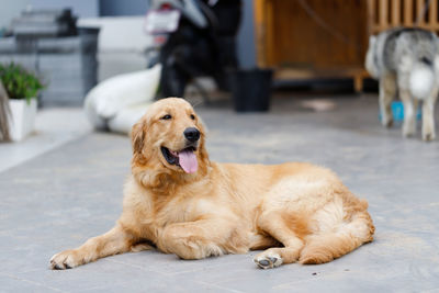 High angle view of golden retriever sitting on floor