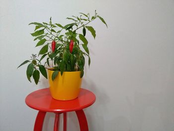 Close-up of potted plant on table