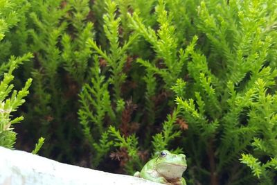 Close-up of plants