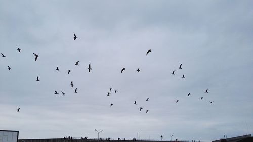 Low angle view of birds flying in sky