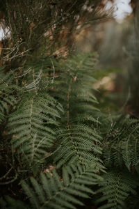 Close-up of fern leaves