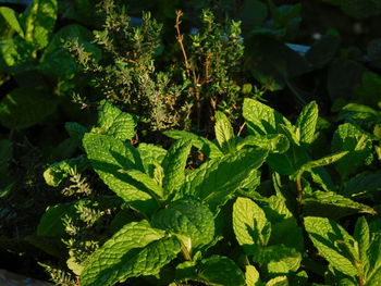 High angle view of fresh green plant in field