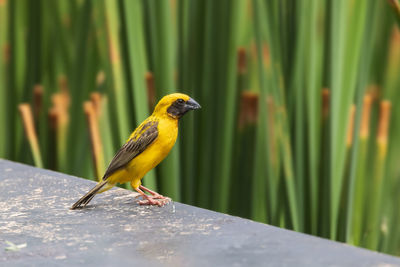 Asian golden weaver perched on the floor