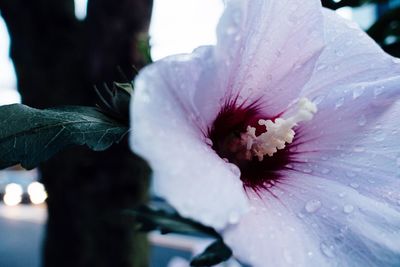 Close-up of pink flower blooming outdoors