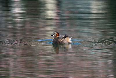 Duck swimming in lake