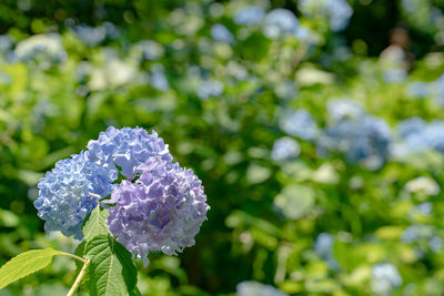 Close-up of purple flowering plant