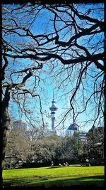 Trees growing on field