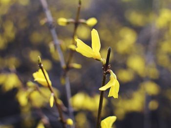 Close-up of yellow flowering plant