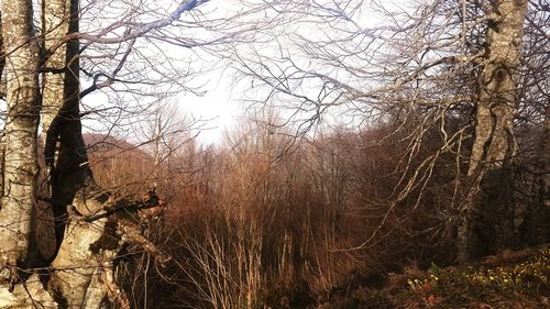 Bare trees in forest