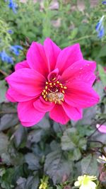 Close-up of insect on pink flower blooming outdoors