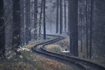 Railroad tracks amidst trees in forest