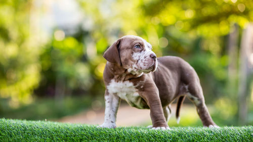 Portrait of dog on field