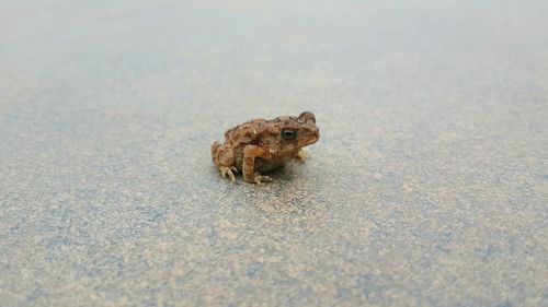 Close-up of an animal