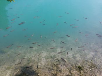 Fish swimming in sea