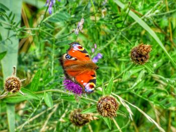 Close-up of butterfly on flower