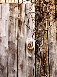 Close-up of lizard on tree trunk