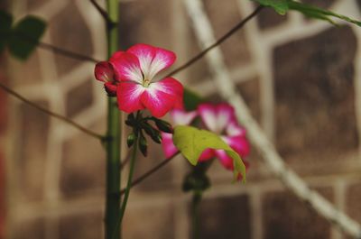 Close-up of pink flowering plant