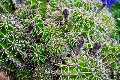 High angle view of succulent plant on field