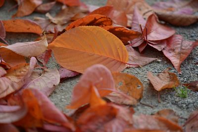 Close-up of fallen maple leaves