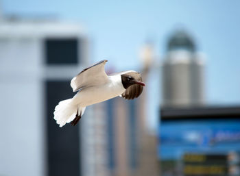 Close-up of black-headed gull flying against buildings