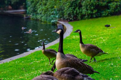 Ducks on lake