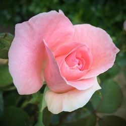 Close-up of pink rose
