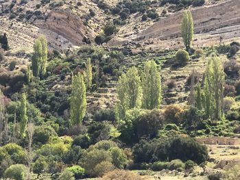 High angle view of trees in forest
