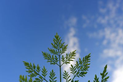 Low angle view of plant against blue sky