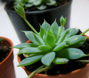 Close-up of cactus in potted plant