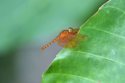 Close-up of insect on leaf