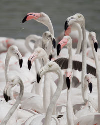 Close-up of greater flamingos 