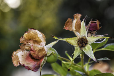 Close-up of wilted flower