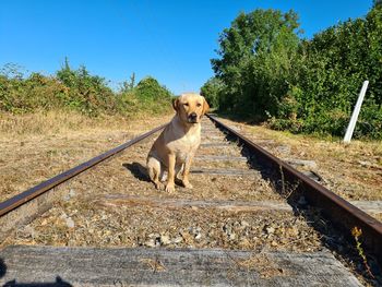 Dog standing by railroad tracks against sky