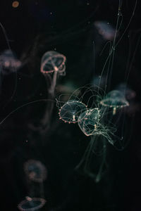 Close-up of jellyfish swimming in sea