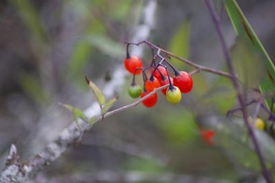 Close-up of red berries growing on tree
