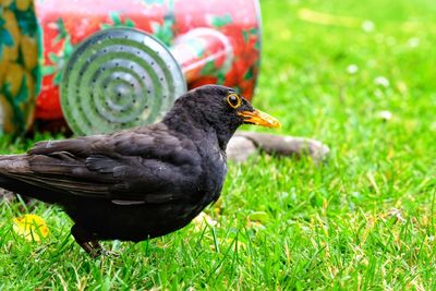 Close-up of a bird on grass