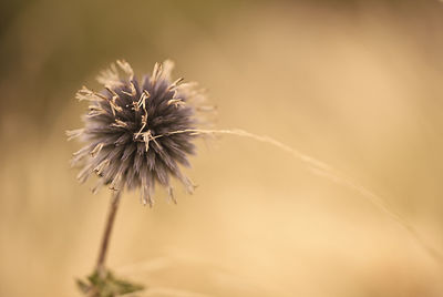 Close-up of wilted plant