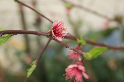 Close-up of pink flower on branch