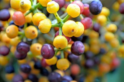 Close-up of multi colored flowers