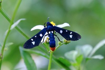 animal wildlife