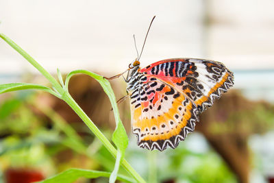 Close-up of butterfly pollinating flower