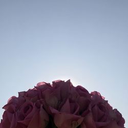 Close-up of rose against clear sky