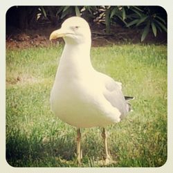 Bird on grassy field