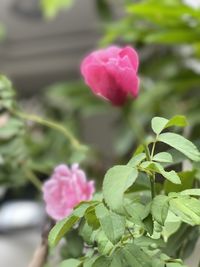 Close-up of pink rose